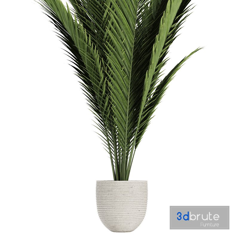 palm indoor plant