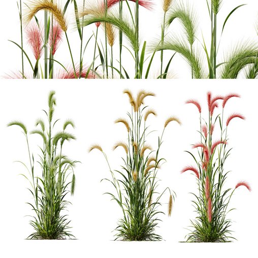 Plants Hordeum Jubatum Foxtail Barley Ornementale Orge Version04