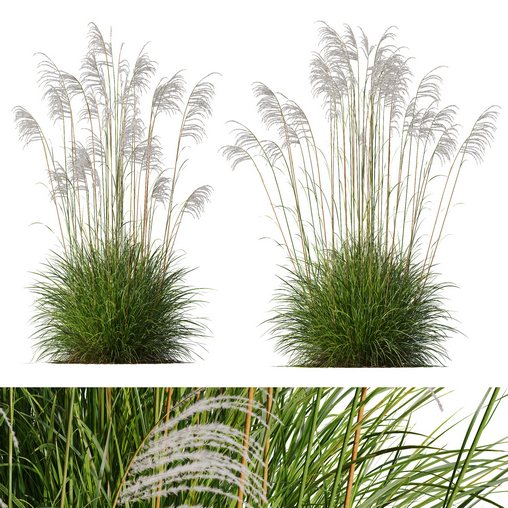 Plants Miscanthus Nepalensis Sinensis Sarabande Adagio