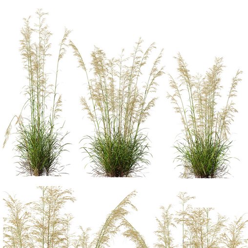 Plants Celtica Gigantea Stipa Golden Oats Version4