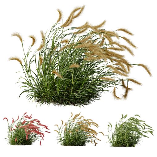 Plants Hordeum Jubatum Foxtail Barley Ornementale Orge Version03 Windy