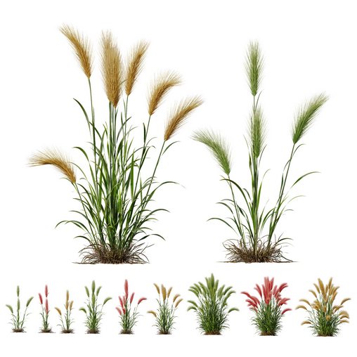 Plants Hordeum Jubatum Foxtail Barley Ornementale Orge Version05