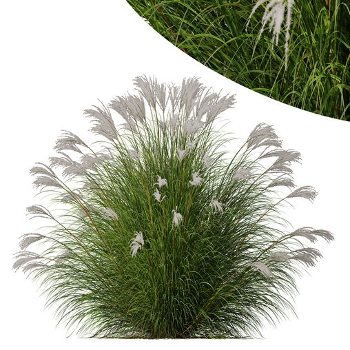 Plants Miscanthus Nepalensis Sinensis Sarabande Adagio Version05