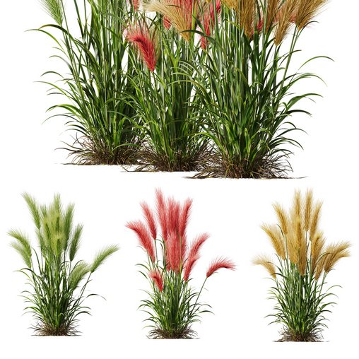 Plants Hordeum Jubatum Foxtail Barley Ornementale Orge