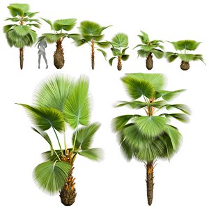 New Plant High detail Pritchardia Pacifica Small Garden Decorative