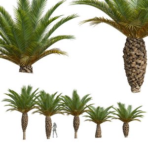 New Plant High detail Phoenix Canariensis Small