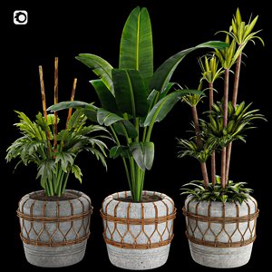 Interior Plant Collection01