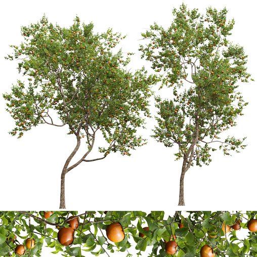 New Plant High detail Diospyros Kaki Persimmon