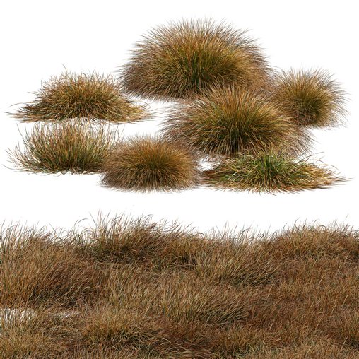 Carex Testacea Orange Sedge Grass Prairie Fire 3d model Buy Download ...