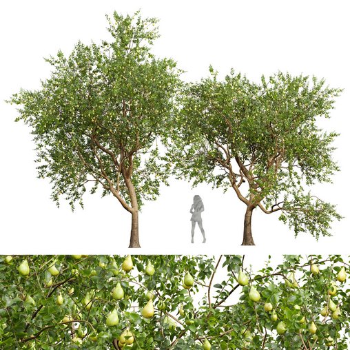 New Plant High detail Pear Pyrus Communis Green