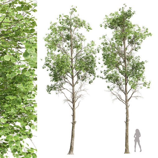 New Plant High detail Fagus Sylvatica02