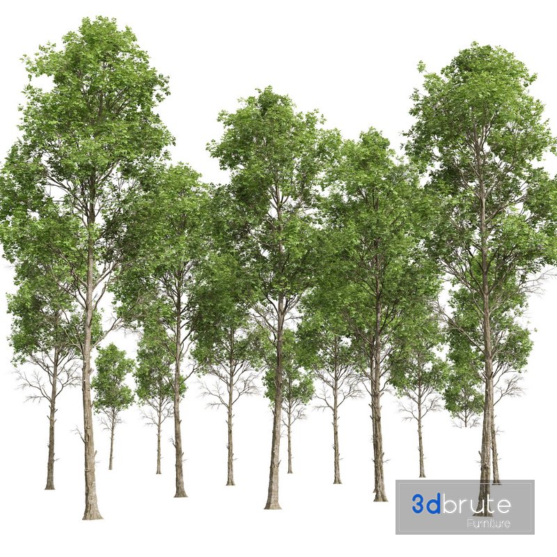 New Plant High detail Fagus Sylvatica 3d model Buy Download 3dbrute