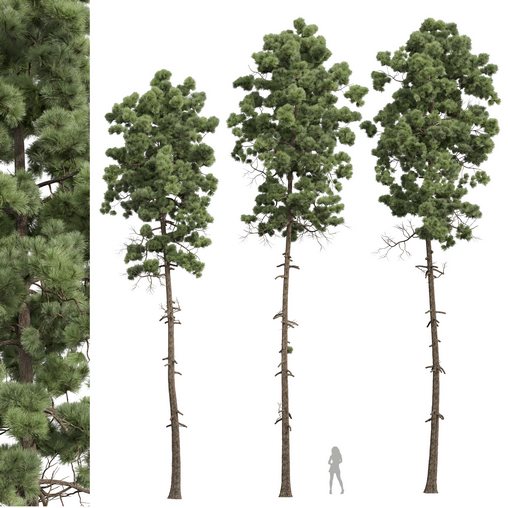 New Plant High detail Pinus Engelmannii