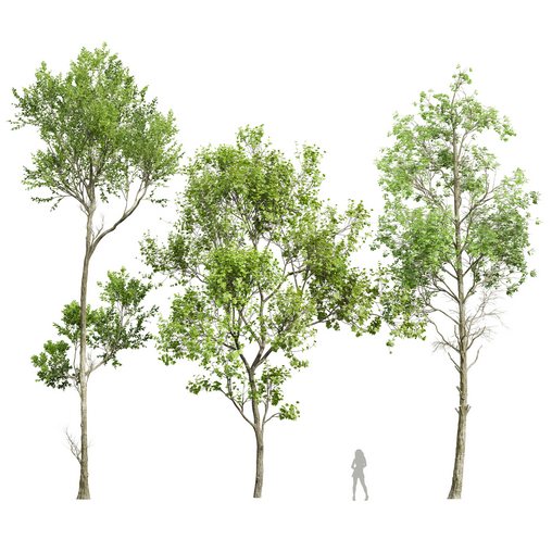 spring trees 2 3d model Buy Download 3dbrute