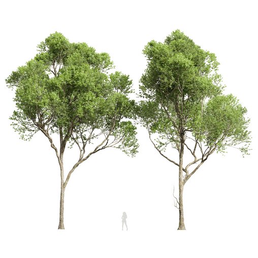 Acer Pseudoplatanus 3d model Buy Download 3dbrute