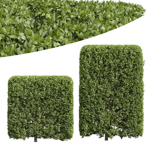 New Plant Ligustrum Quihoui Privet Pruned Box02