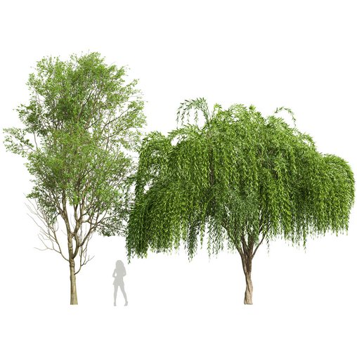 Prunus Spinosa and Weeping Willow 3d model Buy Download 3dbrute