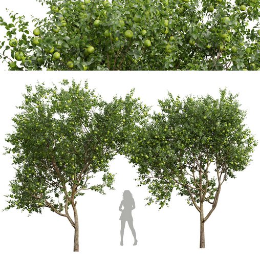 New Plant High detail Citrus Sinensis Orange Arancio Green
