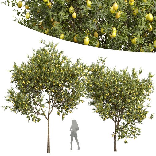 New Plant High detail Citrus Meyer Lemon Orange