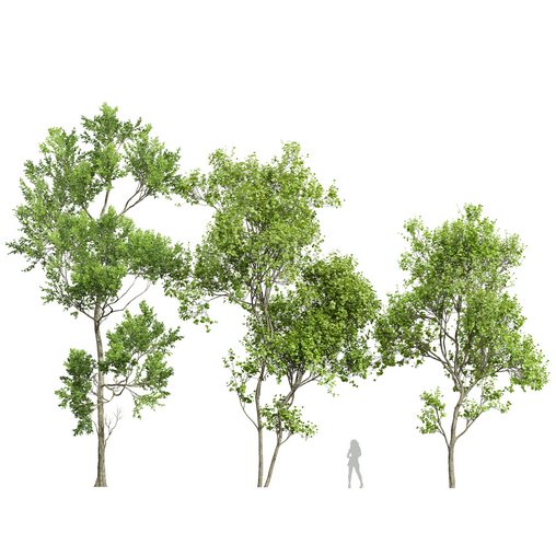 Spring trees Acer Saccharinum and Fagus Grandifolia 3d model Buy ...