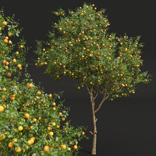 New Plant High Detail Citrus Sinensis Orange Arancio 3d Model Buy