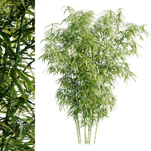 Bamboo Bush | PBR 4K Materials