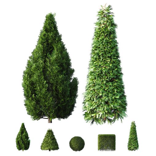 Evergreen Shrubs Cone shaped Dwarf Yaupon Holly Spherical Box Plant