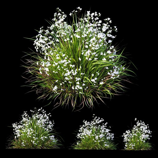 Plants Libertia Grandiflora Grass