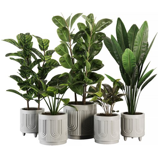 Indoor Plant SetV19 – Ficus Banana