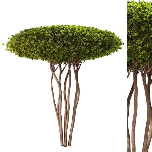 Topiary Boxwood Tree