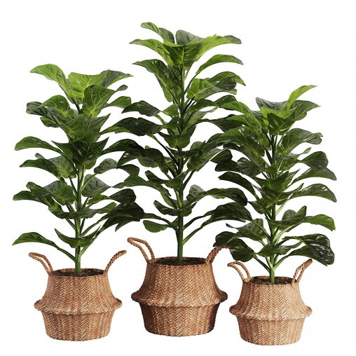 Indoor Plant SetV25 – Ficuse in basket