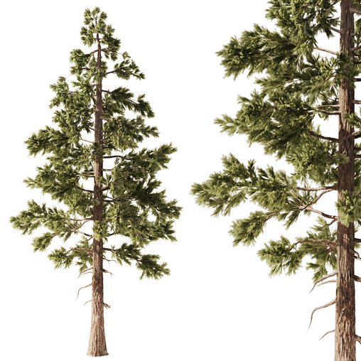 Pine Tree Set1