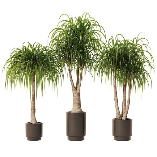 Ponytail Palm Set1 3d Model Buy Download 3dbrute   Preview013732 08 2023 300x300 