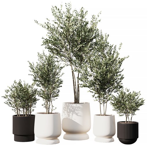 Indoor Plant Set V6 Olive Tree