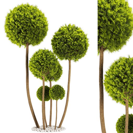 Cypress Pom Pom Topiary