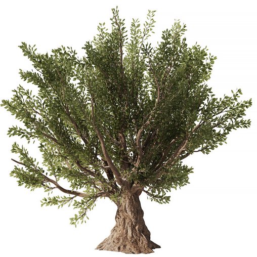 Olive Tree Set4