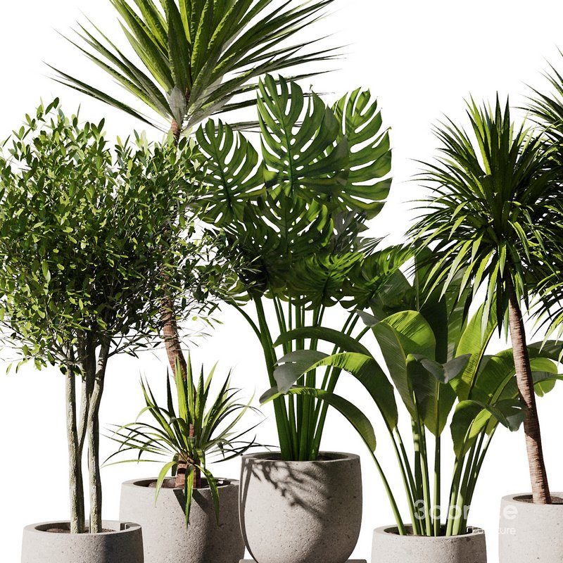 Indoor Plant Set V35 3d model Buy Download 3dbrute