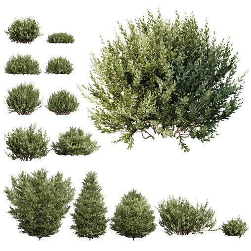 Montra Olive 13 different Bush