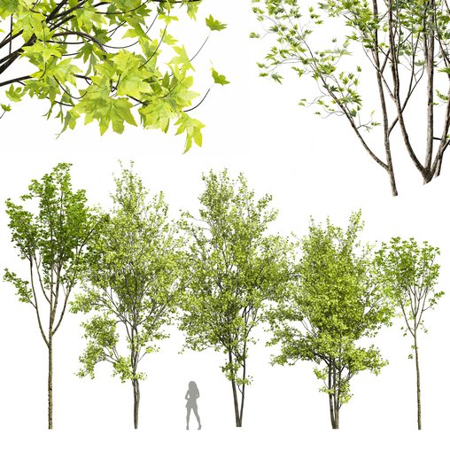 Acer Pseudoplatanus and Saccharinum Spring 3d model Buy Download 3dbrute