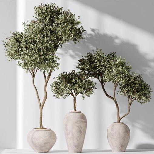 Plants Mission Olive Tree Indoor Vase Set006