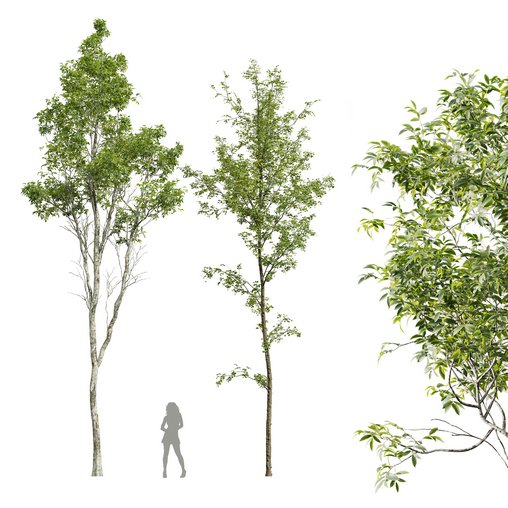 Betula Pendula and Castanea Sativa 3d model Buy Download 3dbrute