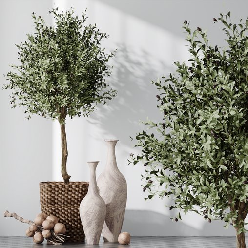 HQ Plants Mission Olive Tree Indoor Vase Set005