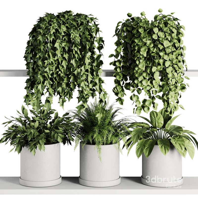 Plants on Shelf SetV7 3d model Buy Download 3dbrute
