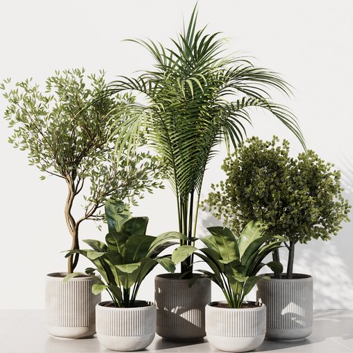 Indoor Plant Set43 3d Model Buy Download 3dbrute