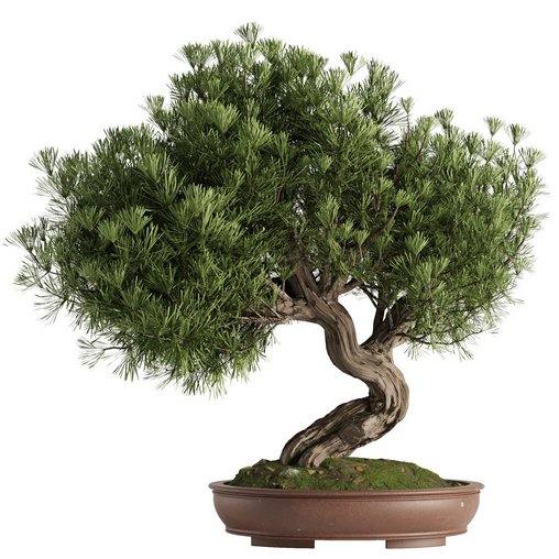 Bonsai Tree set4 3d model Buy Download 3dbrute