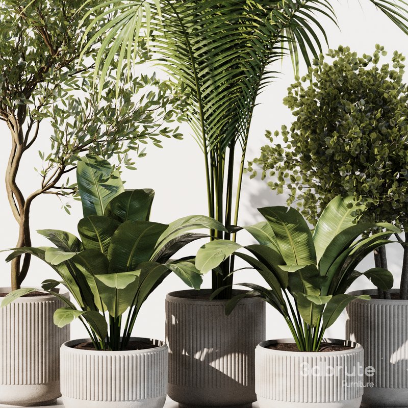 Indoor Plant Set40 3d model Buy Download 3dbrute