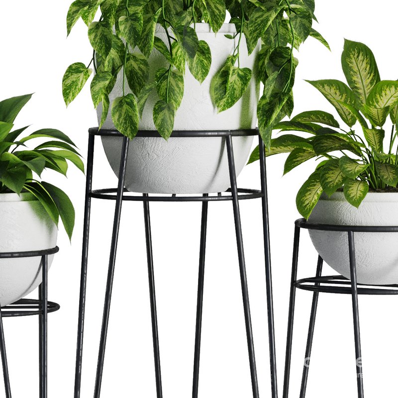 Indoor Plant Set V38 3d model Buy Download 3dbrute