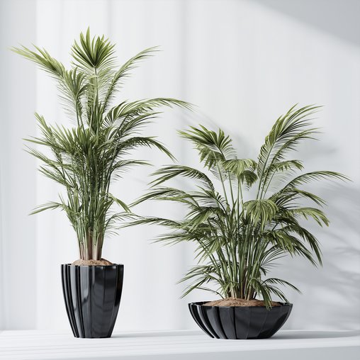 HQ Plants Areca Majesty Cat Reed Palm Set04