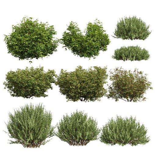 10 different bush