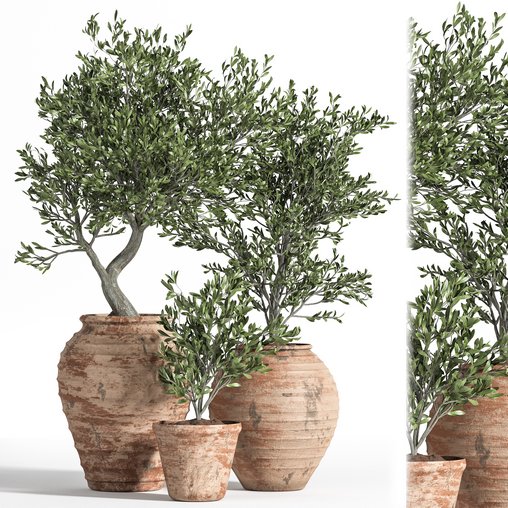 Olive Tree In Antique Pottery